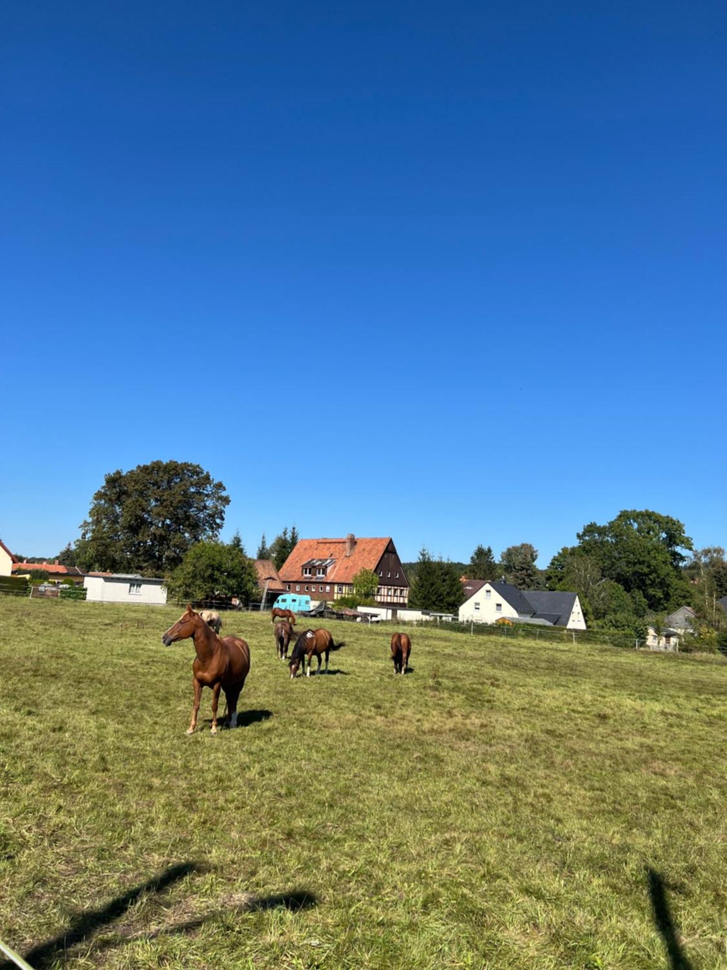 Ferienwohnung Kottmar Walddorf  المظهر الخارجي الصورة